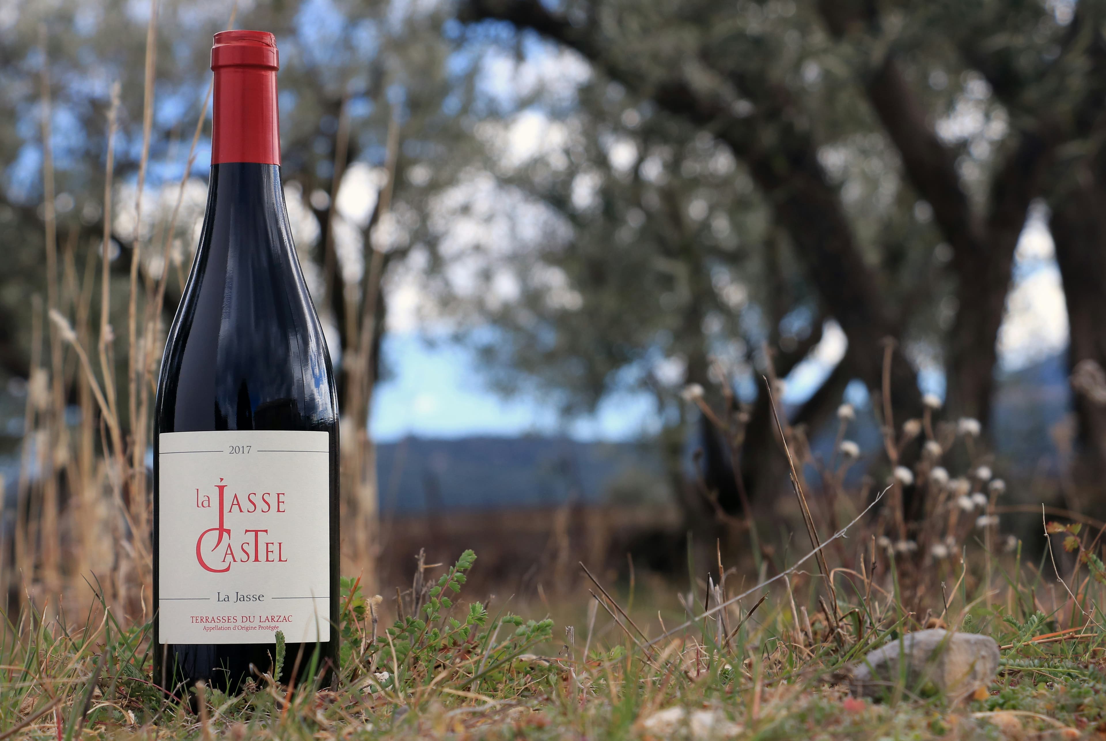 Vignoble occitan au coucher du soleil